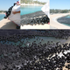 Illustration for article titled 400,000 Bouncy Black Balls Invade Reservoir to Save Los Angeles From Cancer Water